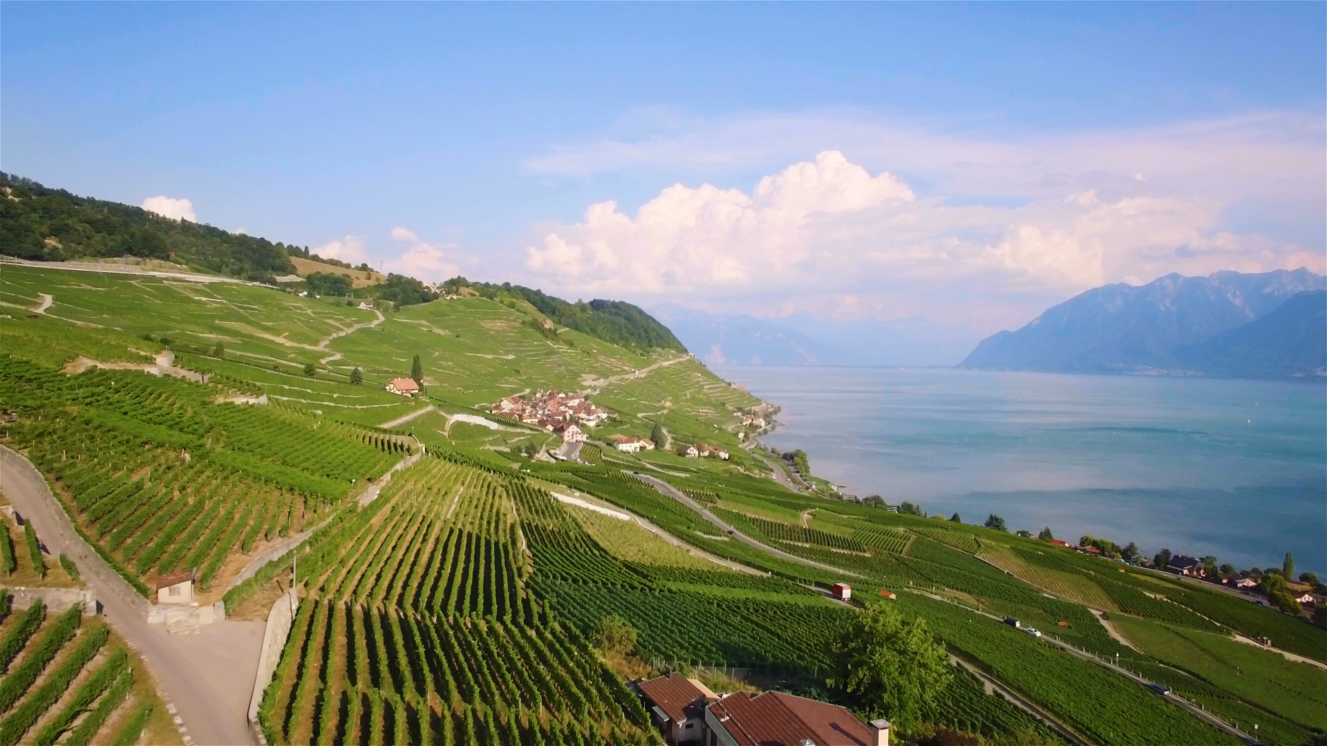 a swiss vineyard landscape with lake geneva