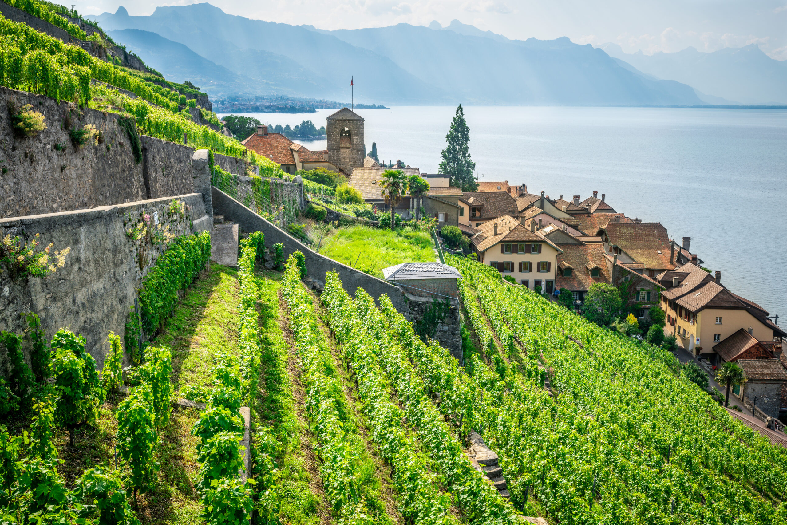 Scenic panorama of Lavaux with the Saint-Saphorin village